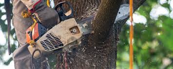 How Our Tree Care Process Works  in  Rosamond, CA