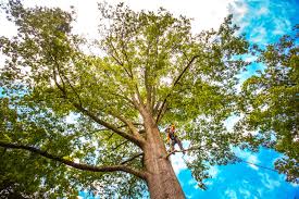 Best Tree Fertilization  in Rosamond, CA