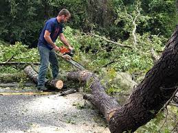 Best Tree Removal  in Rosamond, CA