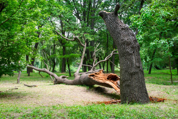 Best Fruit Tree Pruning  in Rosamond, CA