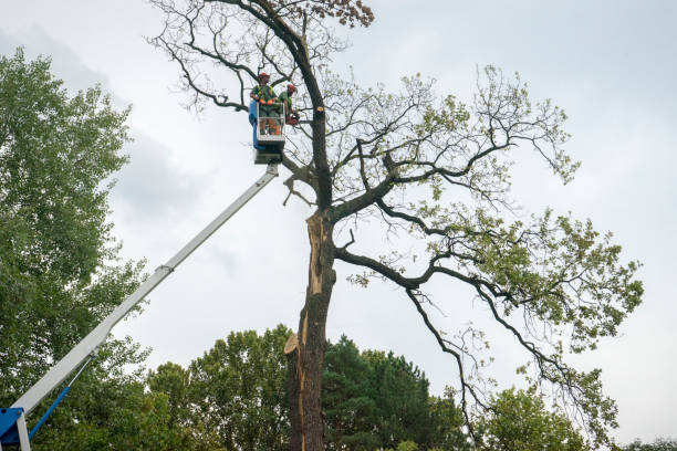  Rosamond, CA Tree Services Pros