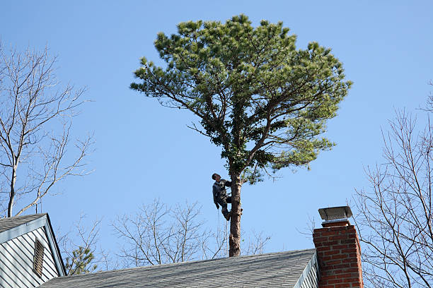 Best Arborist Consultation Services  in Rosamond, CA